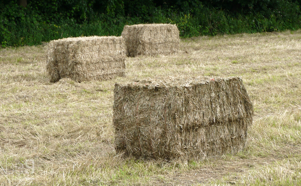 Strobalen op akker